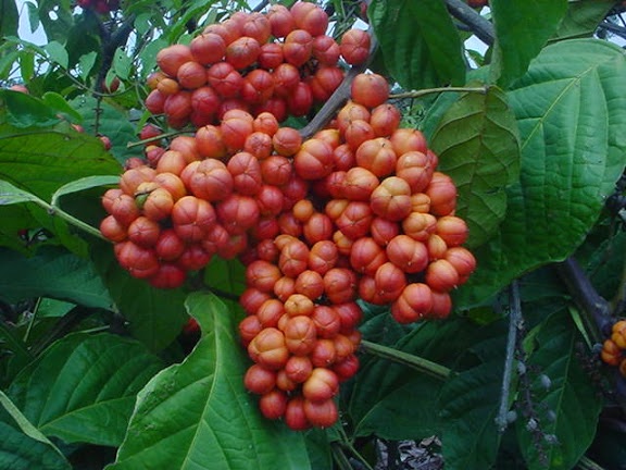 guarana a hubnutí