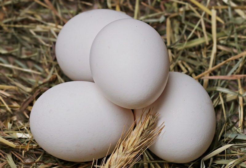 vejce jako zdroj bílkovin v proteinové dietě