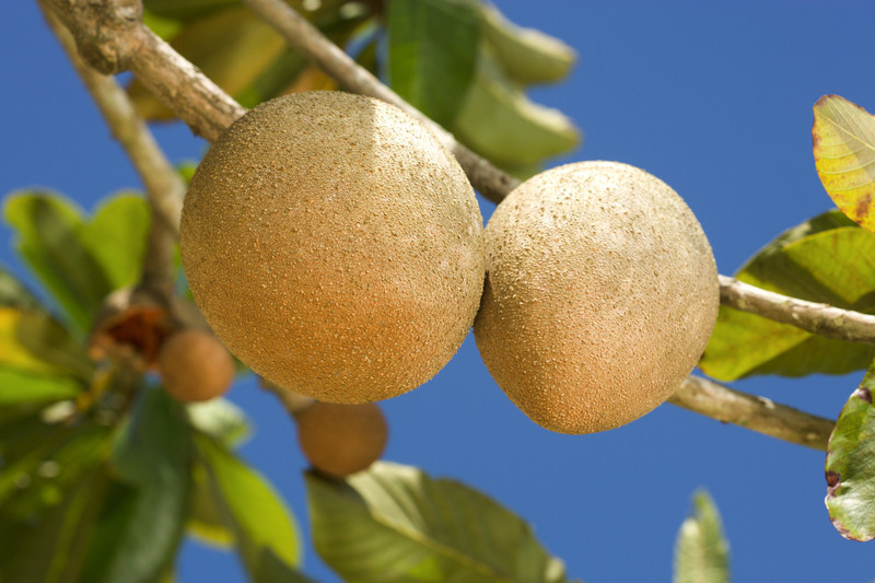 lucuma