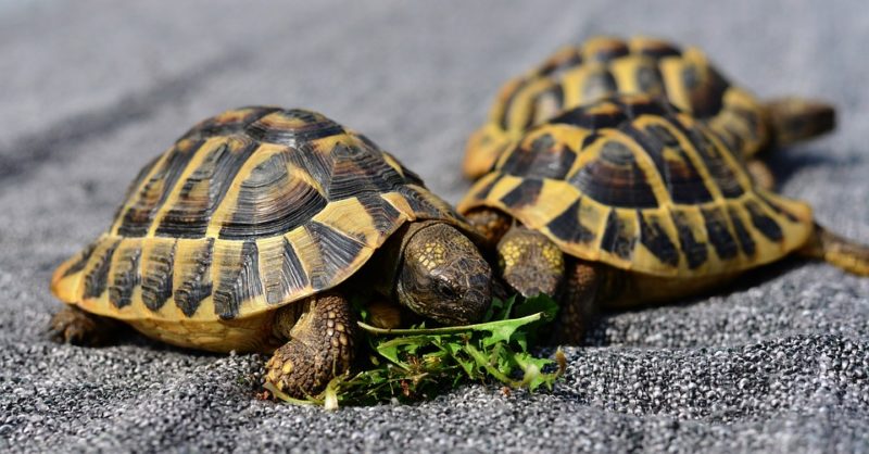 antialergické želvy