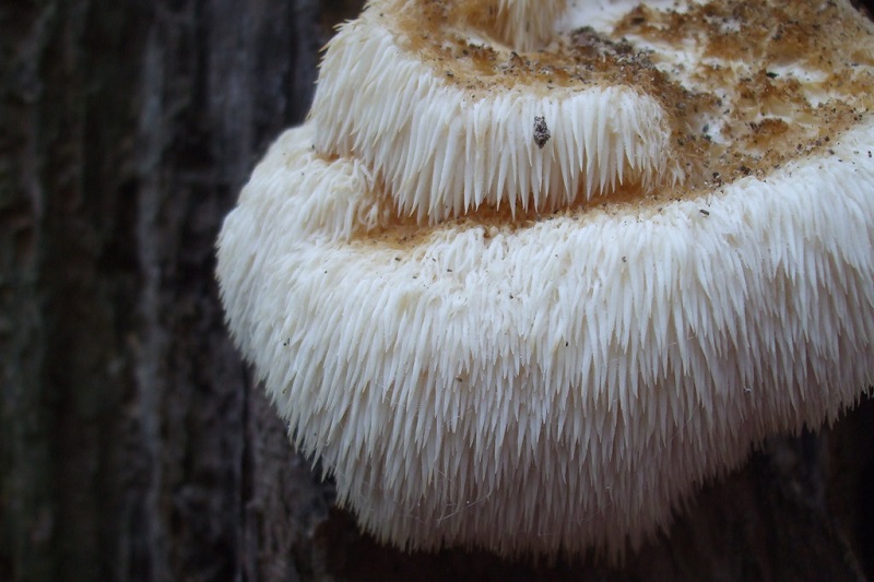 medicinální houba koralovec ježatý, hericium 