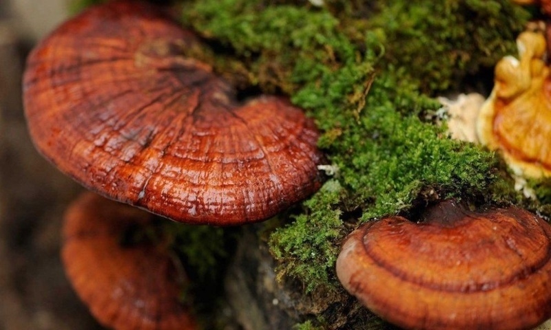 houba reishi