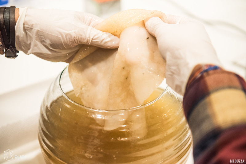 scoby, symbiotický zdroj kvasinek