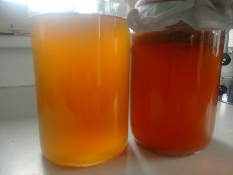 kombucha