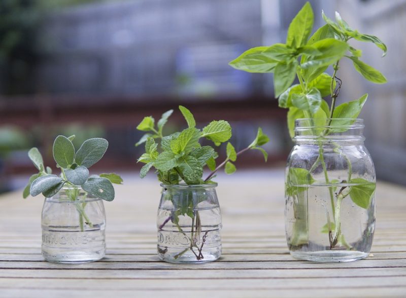 bylinky během veganské ketodiety