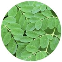 moringa olejodárná v Blendea SUPERBOOST